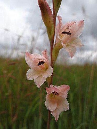 Gladiolus exiguus sword lily seeds