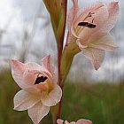 Gladiolus exiguus Gladiolo semi