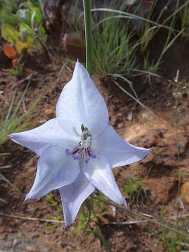 Gladiolus filiformis sword lily seeds