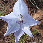 Gladiolus filiformis