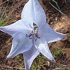 Gladiolus filiformis Schwertlilie Samen