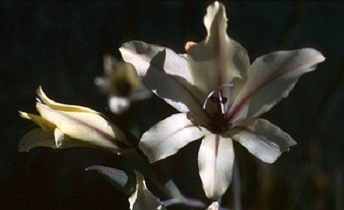 Gladiolus floribundus ssp floribundus sword lily seeds