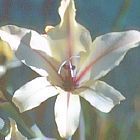 Gladiolus floribundus ssp floribundus Gladiolo, Gladiolos, Espadilla semillas