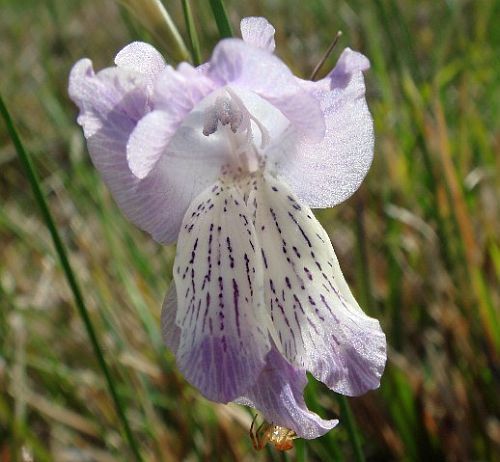 Gladiolus gracilis sword lily seeds