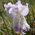 Gladiolus gracilis Gla?eul graines