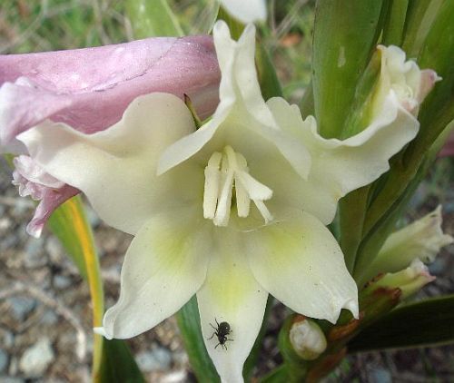 Gladiolus grandiflorus sword lily seeds