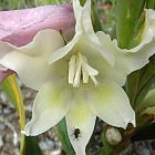 Gladiolus grandiflorus Schwertlilie Samen