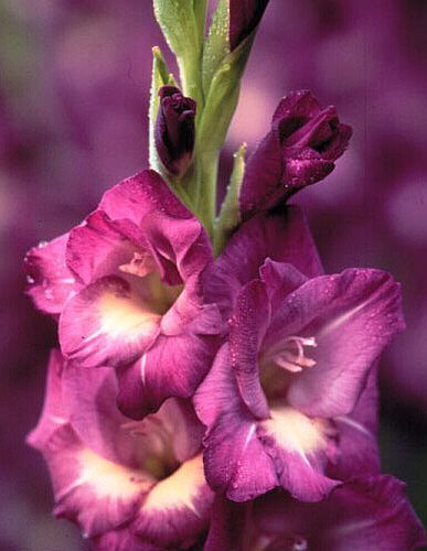 Gladiolus gueinzii sword lily seeds