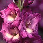 Gladiolus gueinzii Schwertlilie Samen