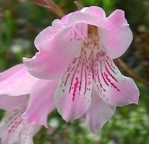 Gladiolus hirsutus sword lily seeds