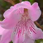 Gladiolus hirsutus Gladiole Samen