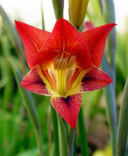 Gladiolus huttonii sword lily seeds