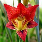 Gladiolus huttonii Gladiolo semi