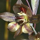 Gladiolus hyalinus Gladiolo, Gladiolos, Espadilla semillas