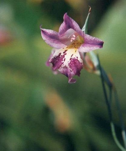 Gladiolus inflexus sword lily seeds