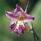 Gladiolus inflexus