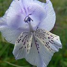 Gladiolus kamiesbergensis Gladiolo, Gladiolos, Espadilla semillas