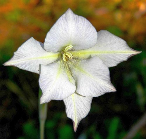 Gladiolus longicollis sword lily seeds