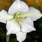 Gladiolus longicollis
