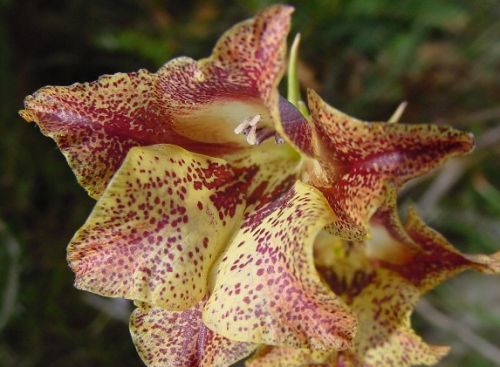 Gladiolus maculatus Gladiolus seeds