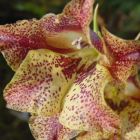 Gladiolus maculatus  semi