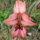 Gladiolus meliusculus Gladiolo, Gladiolos, Espadilla semillas