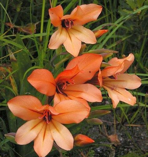 Gladiolus miniatus sword lily seeds