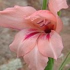 Gladiolus mortonius Gla?eul graines