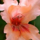 Gladiolus oppositiflorus ssp salmoneus