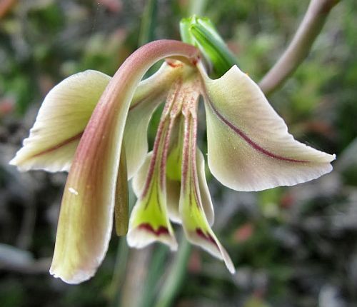 Gladiolus orchidiflorus sword lily seeds