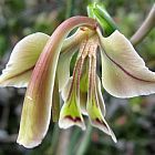 Gladiolus orchidiflorus Gladiolo semi