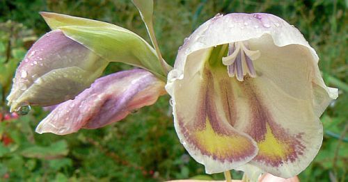 Gladiolus papilio Butterfly gladiolus seeds