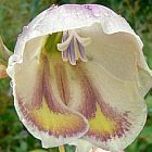 Gladiolus papilio  cемян