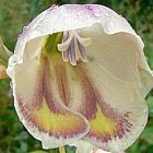 Gladiolus papilio Gla?eul graines