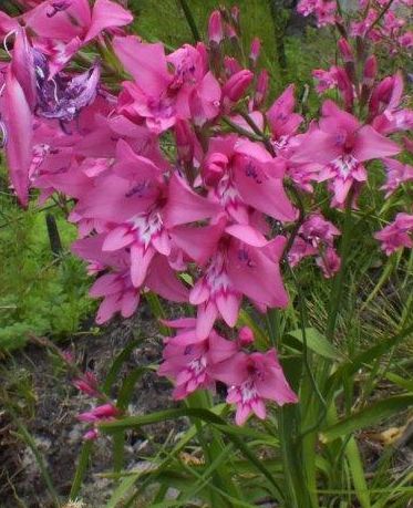 Gladiolus phoenix Gladiolus seeds