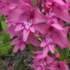 Gladiolus phoenix Gladiole Samen