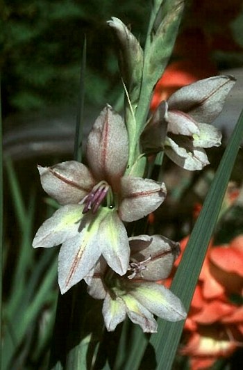 Gladiolus pole-evansii sword lily seeds