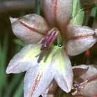 Gladiolus pole-evansii Gladiolus Samen