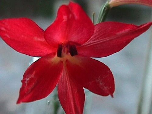 Gladiolus priorii sword lily seeds