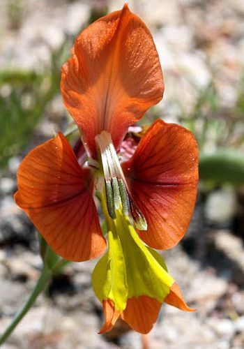 Gladiolus pulcherrimus sword lily seeds