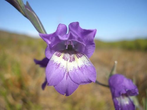 Gladiolus rogersii sword lily seeds