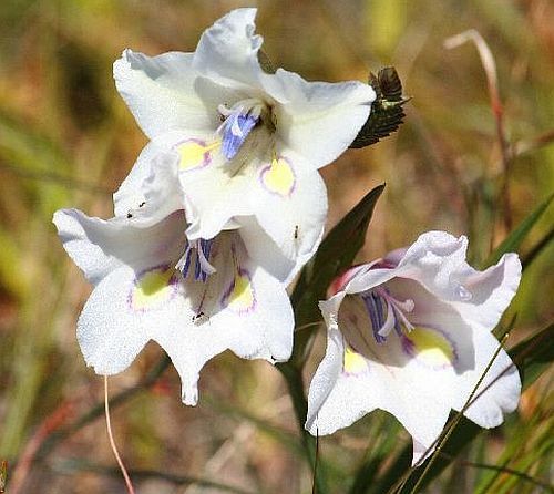 Gladiolus rudis sword lily seeds