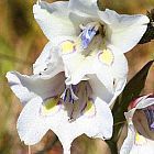 Gladiolus rudis Schwertlilie Samen