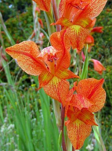 Gladiolus saundersii Lesotho Lily seeds