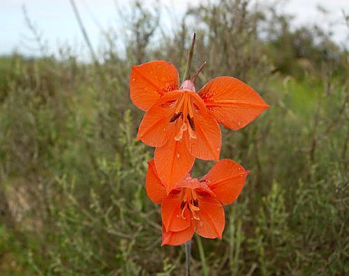 Gladiolus teretifolius sword lily seeds