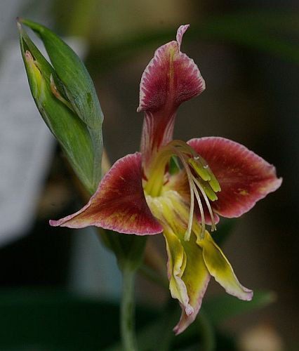 Gladiolus uysiae sword lily seeds