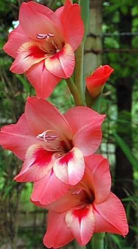 Gladiolus varius sword lily seeds