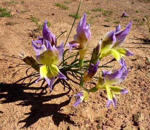 Gladiolus venustus sword lily seeds