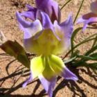 Gladiolus venustus Schwertlilie Samen