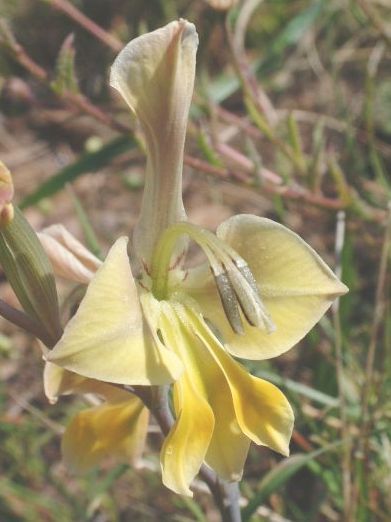 Gladiolus virescens sword lily seeds